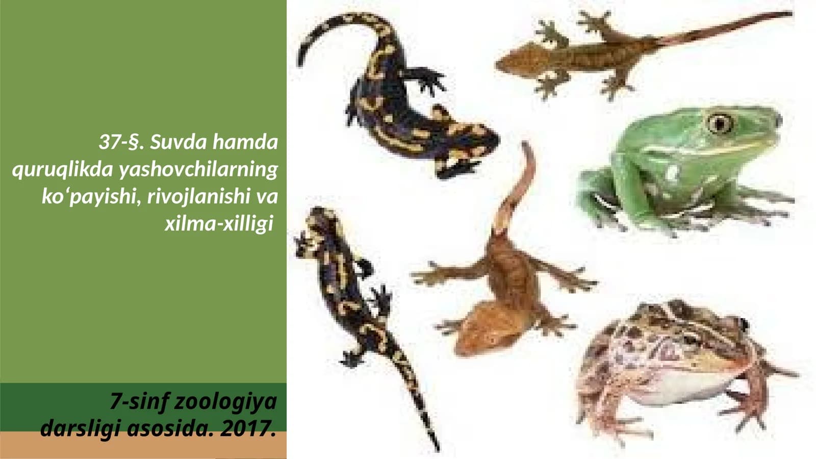 7-sinf Zoologiya 'Suvda hamda quruqlikda yashovchilarning ko'payishi, rivojlanishi va xilma-xilligi' ko'rgazma