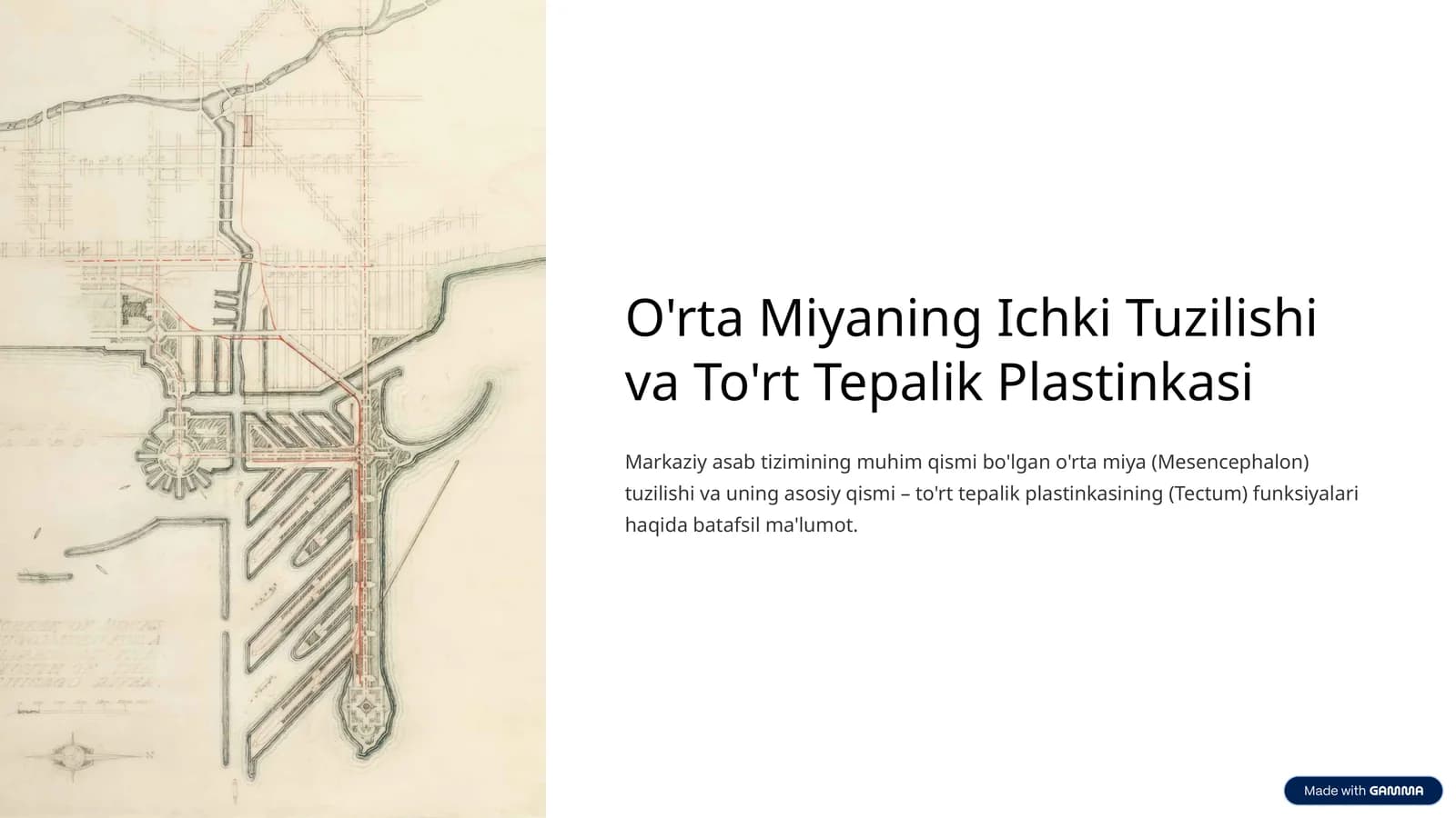 O'rta Miyaning Ichki Tuzilishi va To'rt Tepalik Plastinkasi