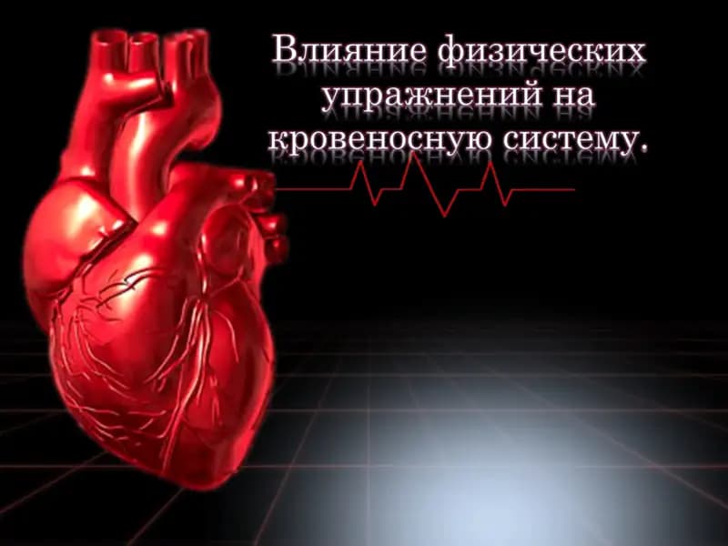 Влияние физических упражнений на кровеносную систему.
