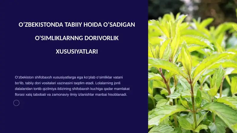 O’ZBEKISTONDA TABIIY HOIDA O’SADIGAN O'SIMLIKLARNNG DORIVORLIK XUSUSIYATLARI