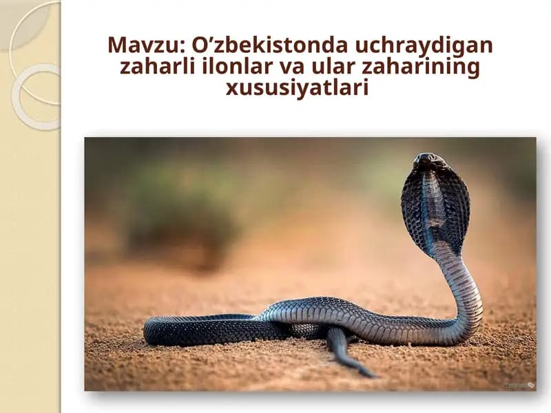 O’zbekistonda uchraydigan zaharli ilonlar va ular zaharining xususiyatlari