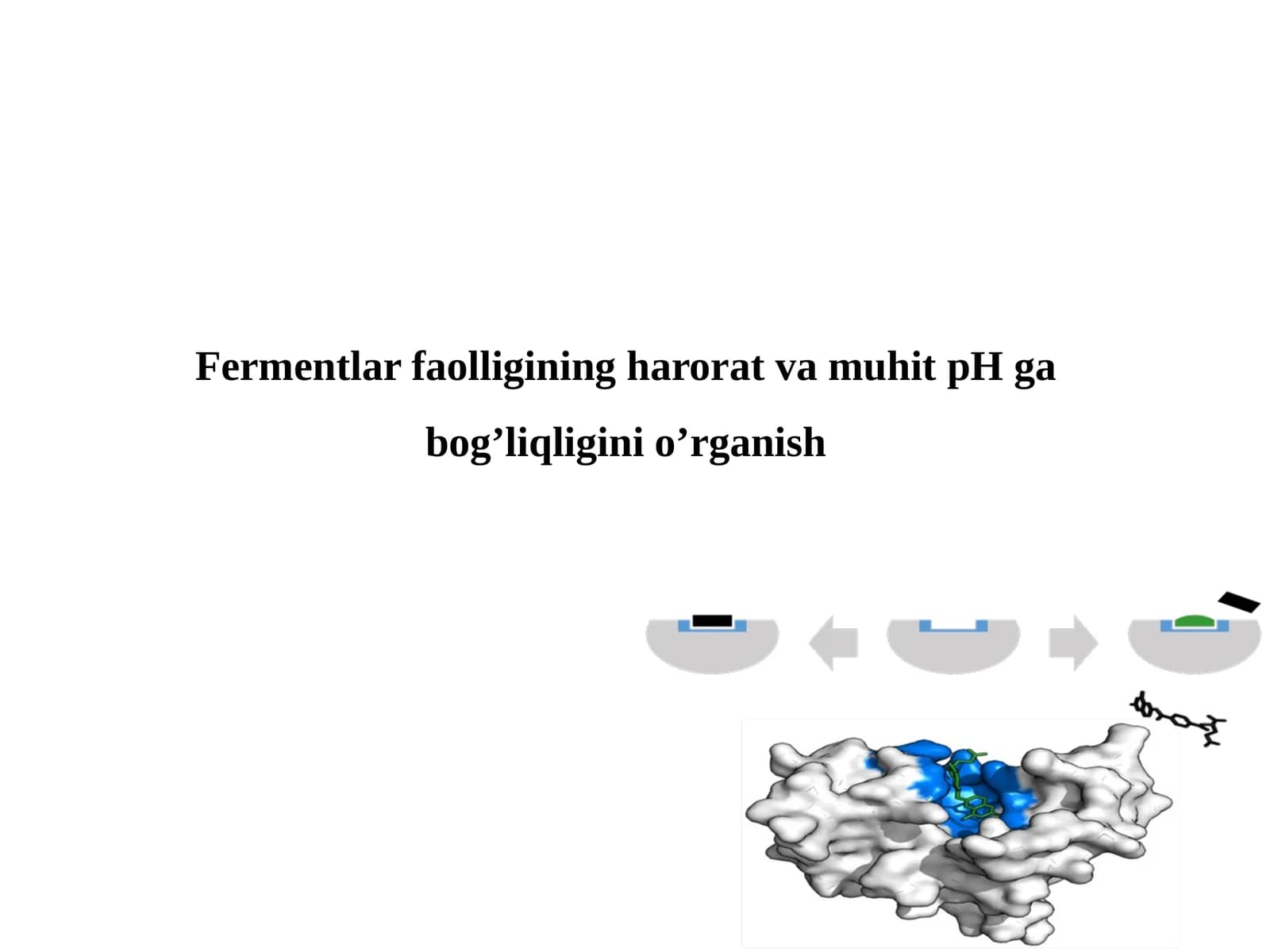 Fermentlar faolligining harorat va muhit pH ga bog'liqligini o'rganish