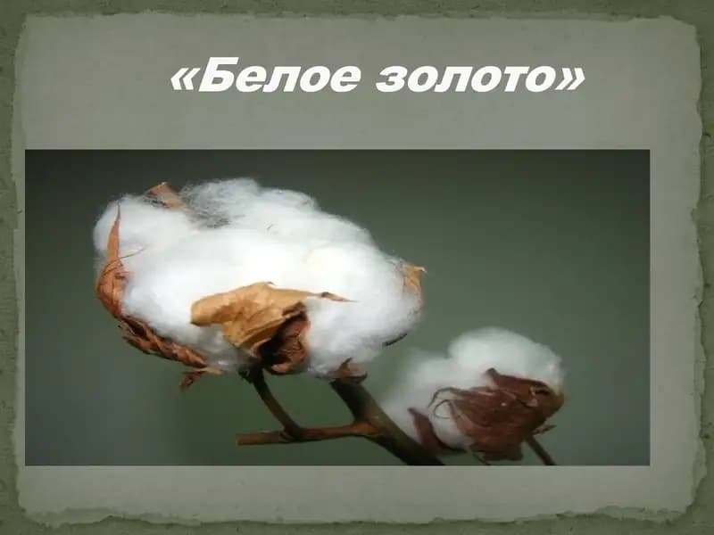 "Белое золото"