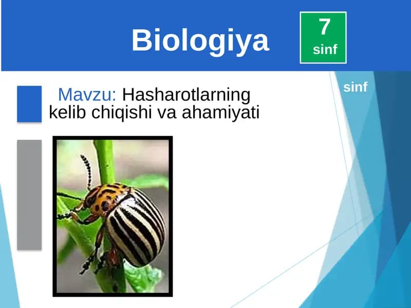 Hasharotlarning kelib chiqishi va ahamiyati