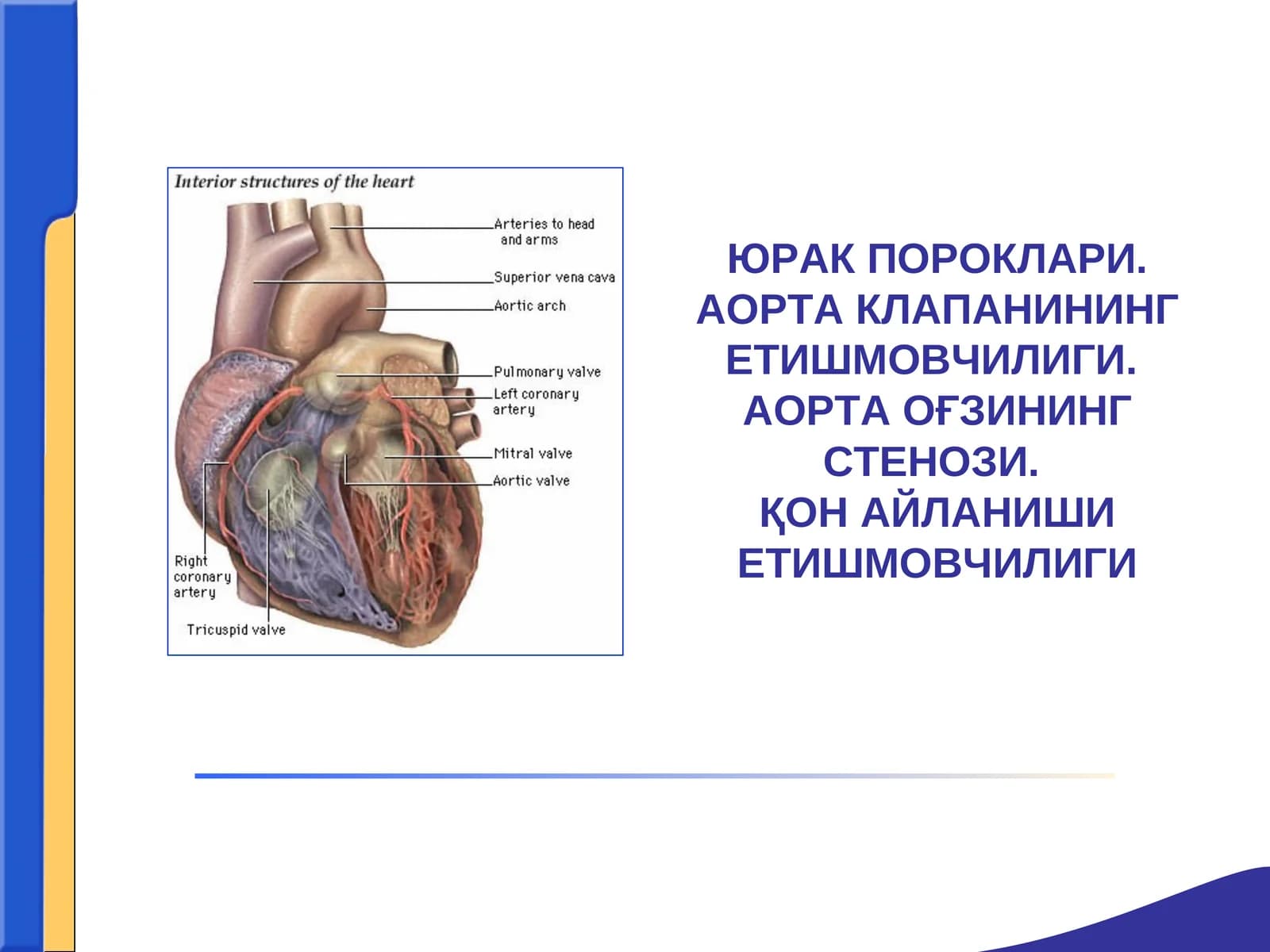 ЮРАК ПОРОКЛАРИ. АОРТА КЛАПАНИНИНГ ЕТИШМОВЧИЛИГИ.АОРТА ОҒЗИНИНГ СТЕНОЗИ.ҚОН АЙЛАНИШИ ЕТИШМОВЧИЛИГИ