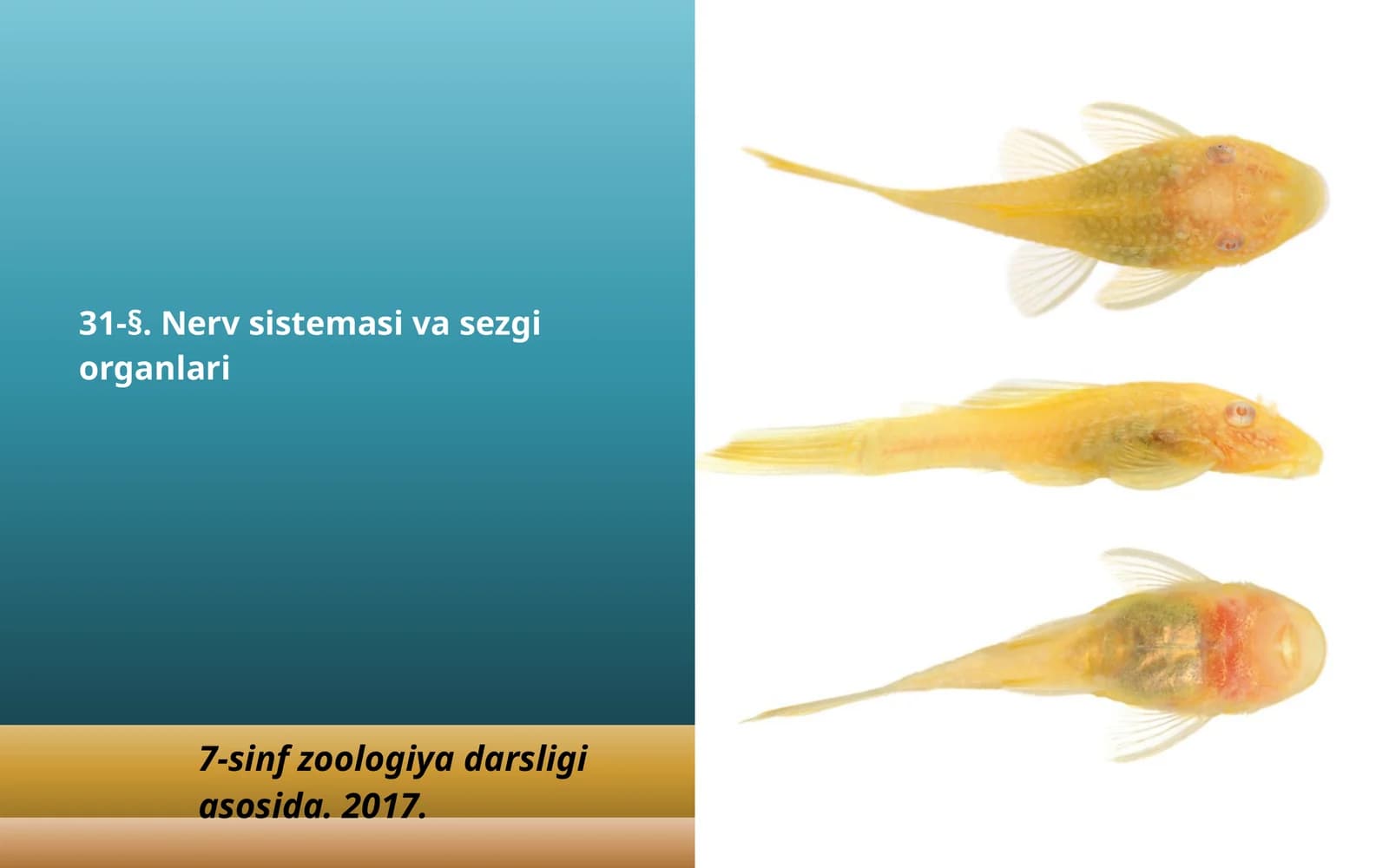 7-sinf Zoologiya 'Baliqlarning nerv sistemasi va sezgi organlari' ko'rgazma