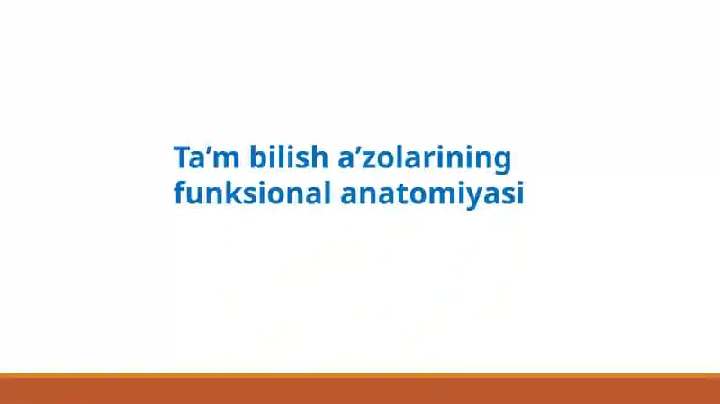 Ta’mbilisha’zolarining funksional anatomiyasi