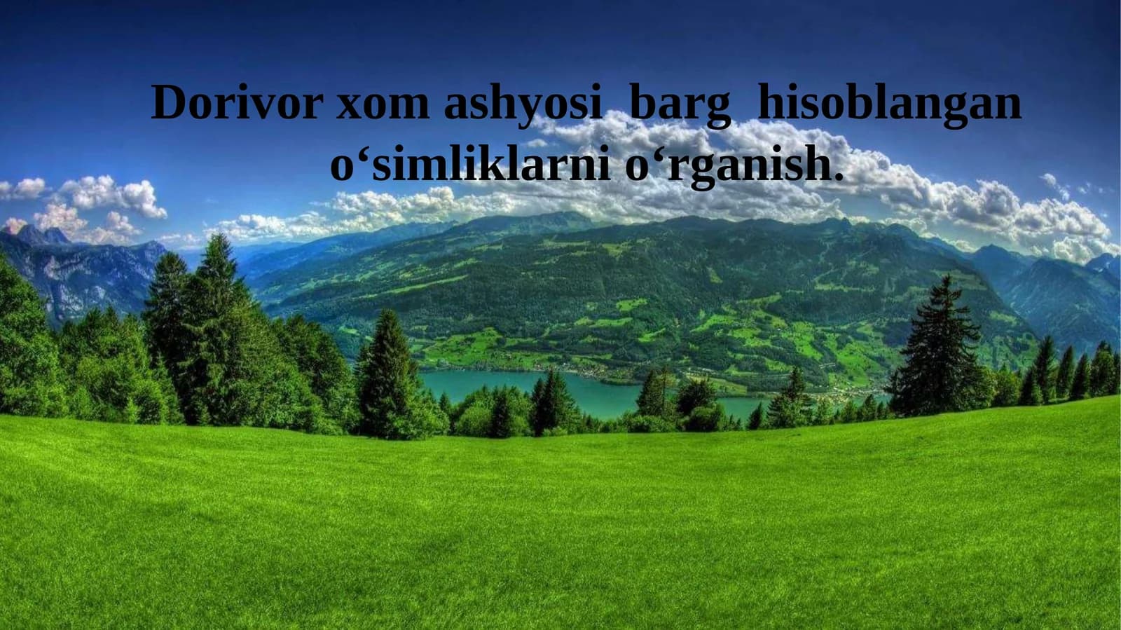 Dorivor xom ashyosi  barg  hisoblangan o‘simliklarni o‘rganish.