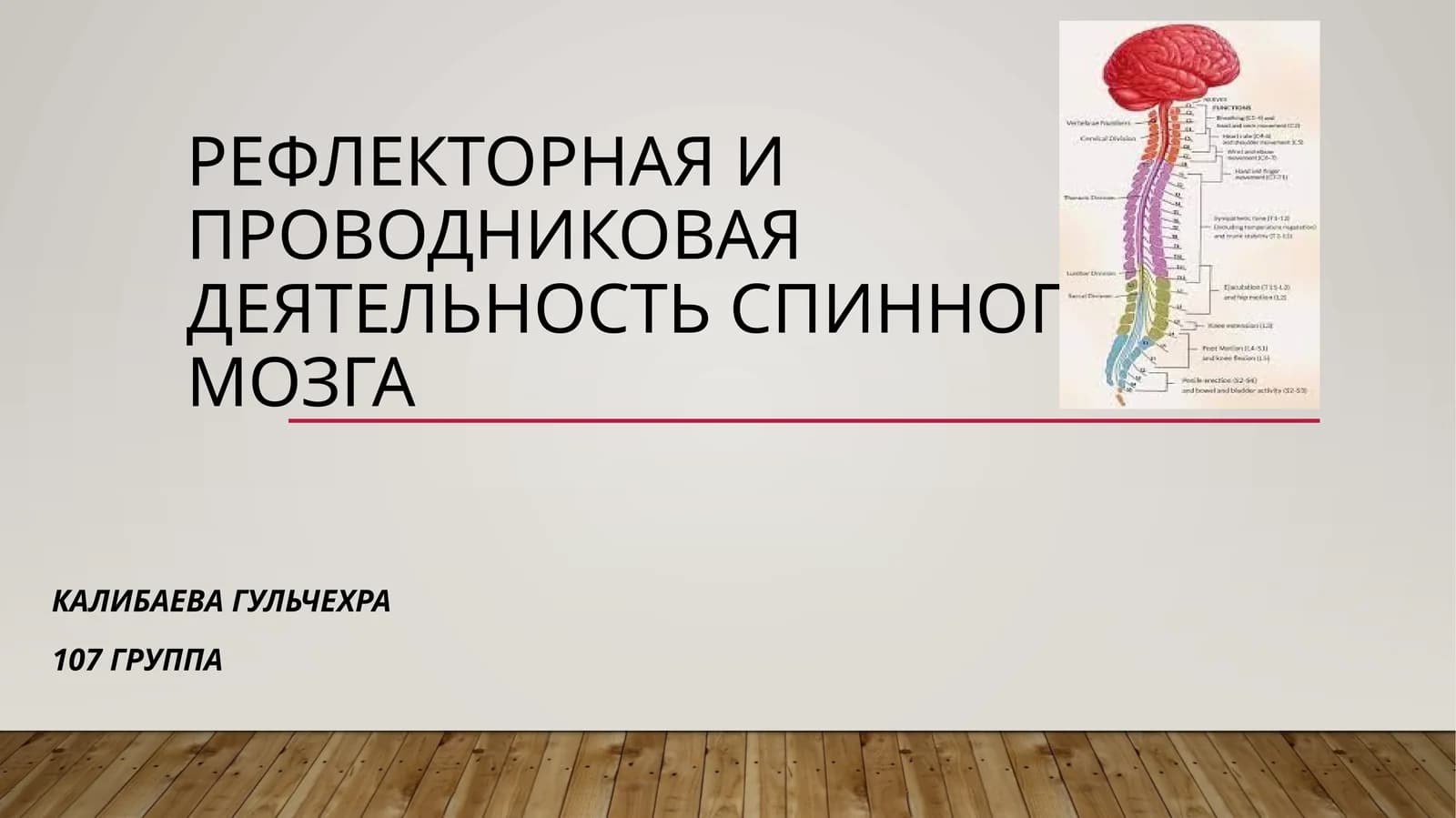 Рефлекторная и проводниковая деятельность спинного мозга