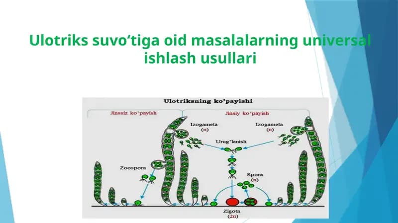 Ulotriks jinsiy ko‘payish texnologiyasi
