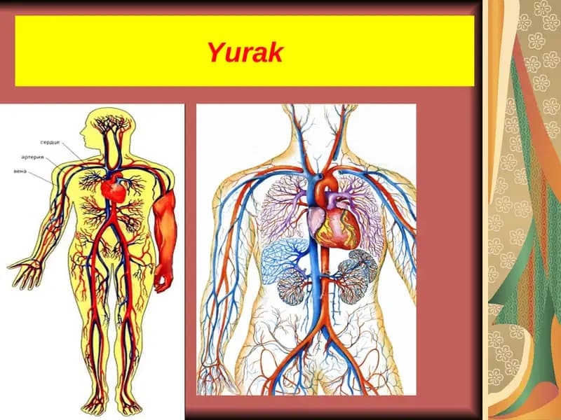 Yurak