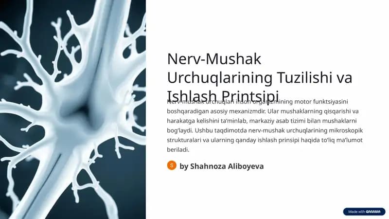 Nerv-Mushak Urchuqlarining Tuzilishi va Ishlash Printsipi
