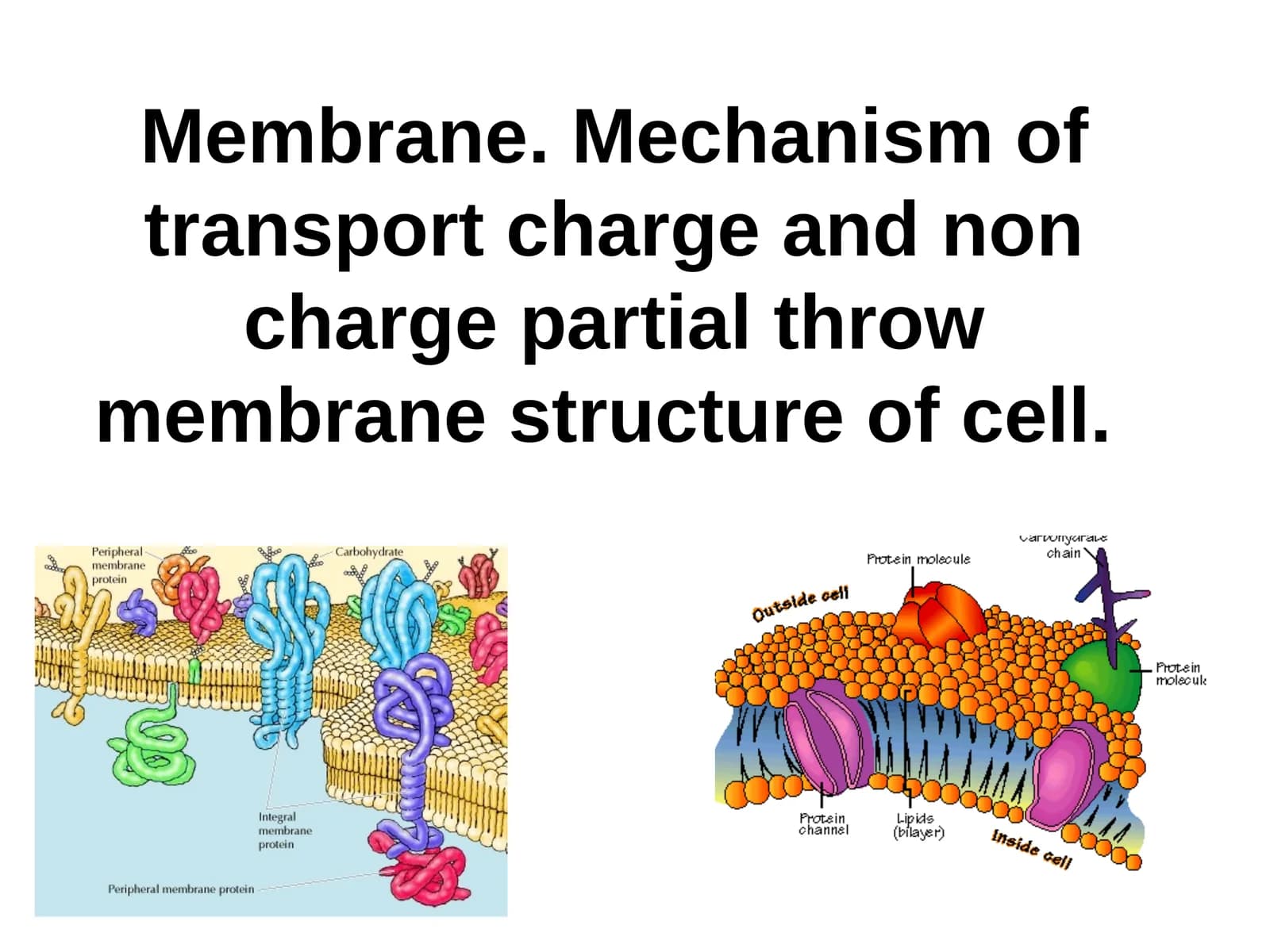 Membrane.Mechanism of transport charge and non charge partial throw membrane structure of cell