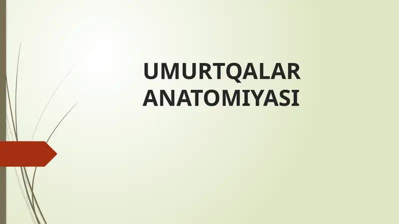Umurtqalar ANATOMIYASI