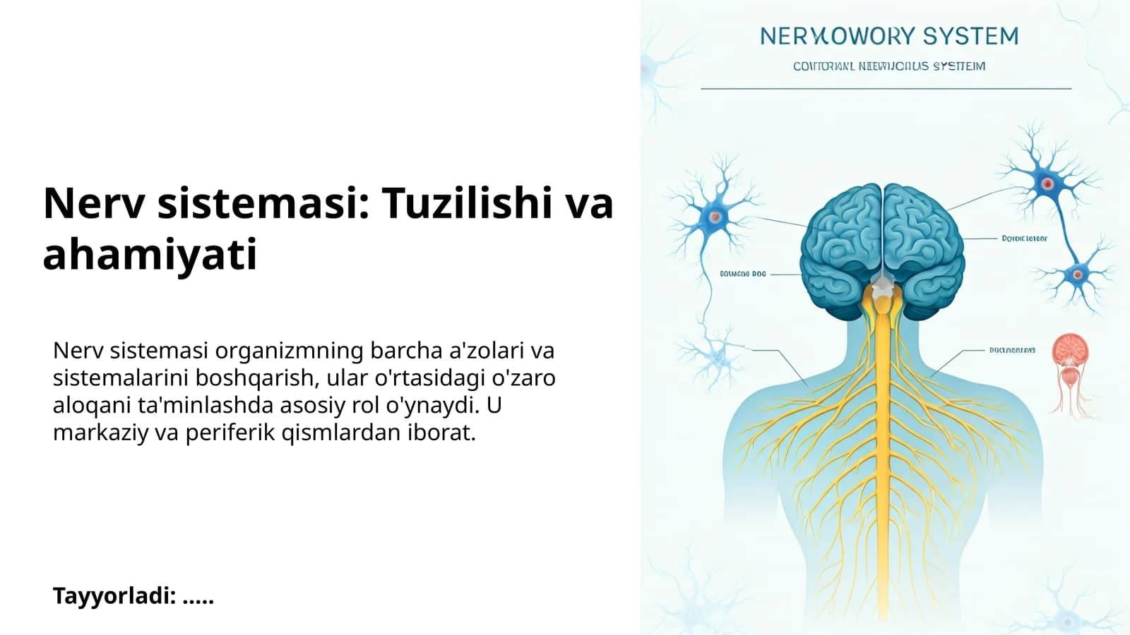 Nerv sistemasi: Tuzilishi va ahamiyati