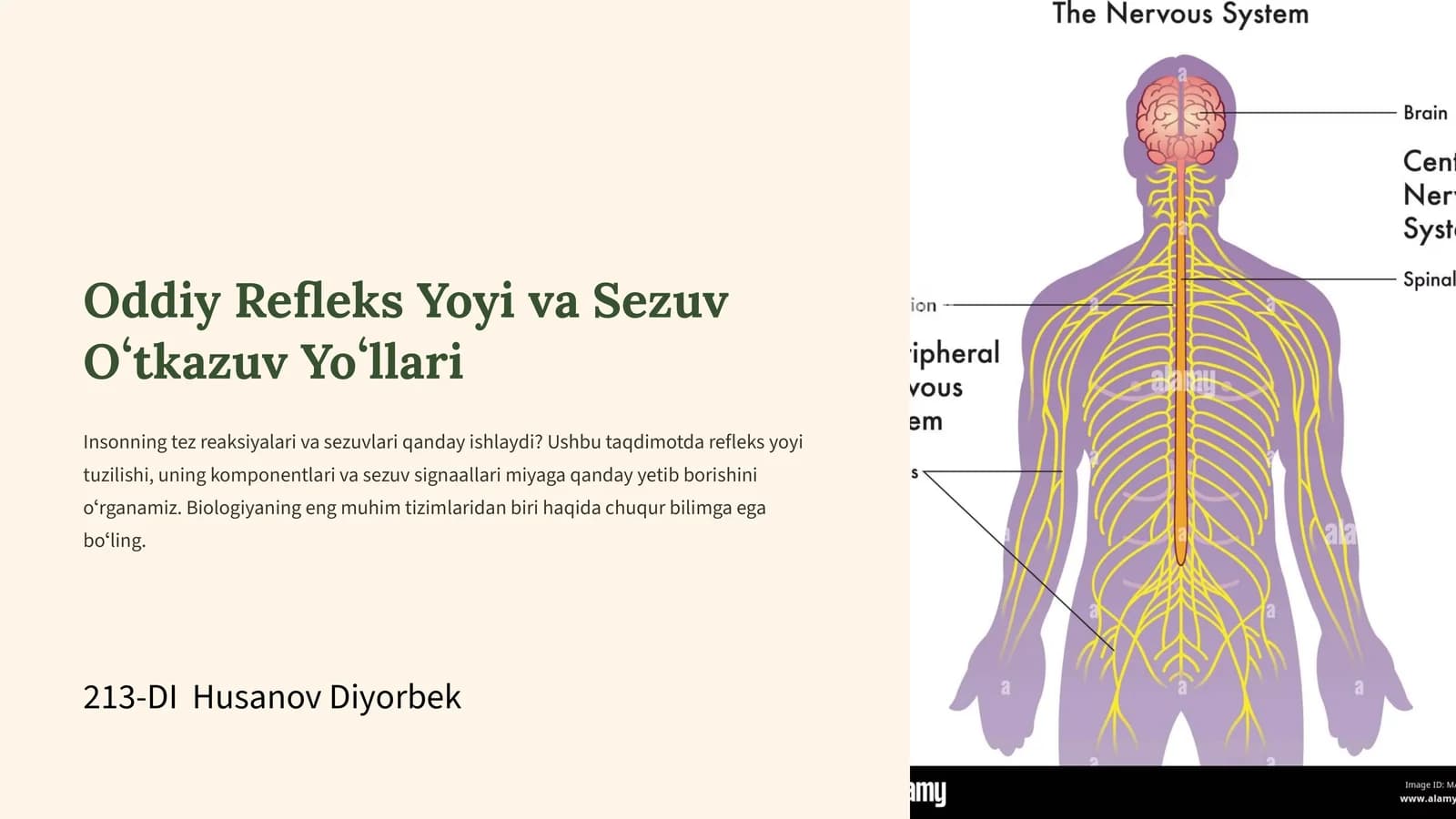 Oddiy Refleks Yoyi va Sezuv Oʻtkazuv Yoʻllari