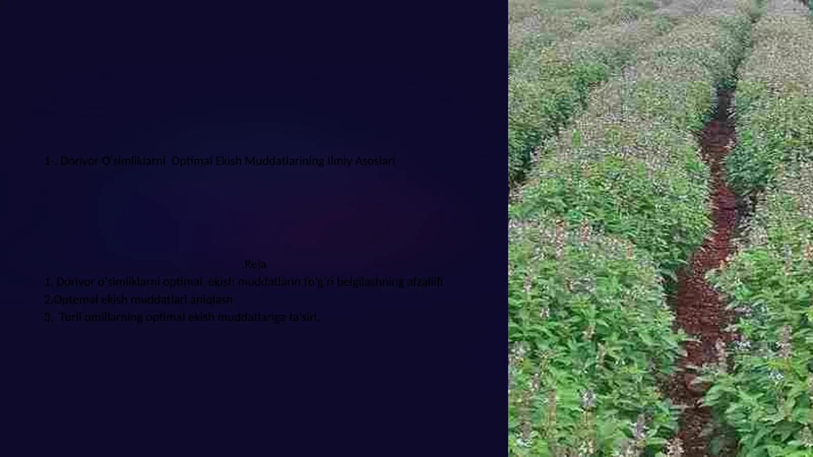 Dorivor O‘simliklarni Optimal Ekish Muddatlarining Ilmiy Asoslari