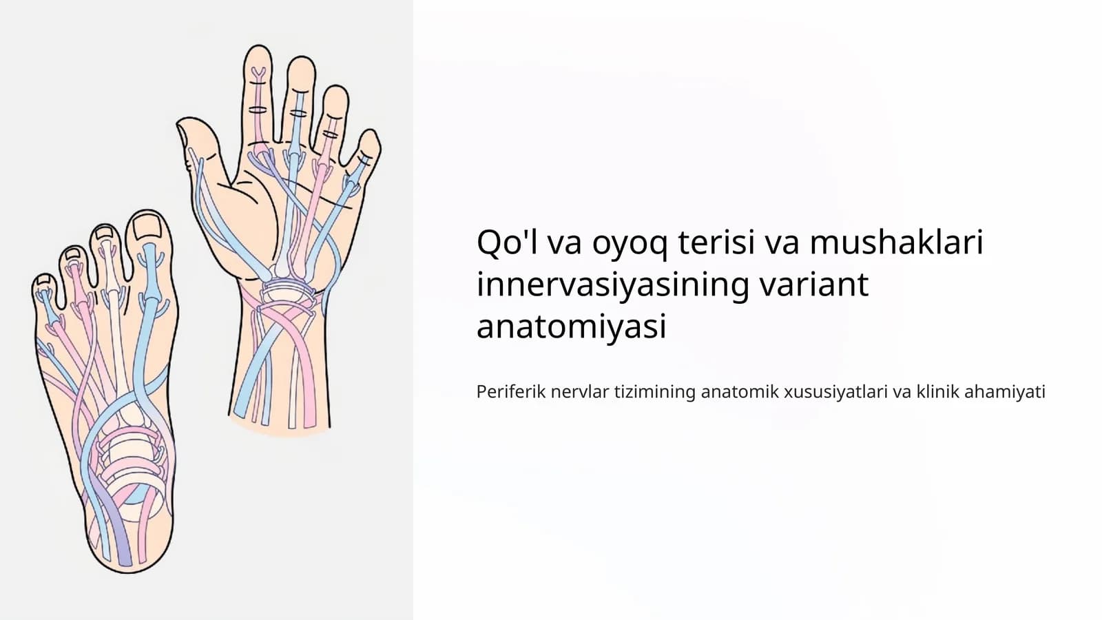 Qo'l va oyoq terisi va mushaklari innervasiyasining variant anatomiyasi