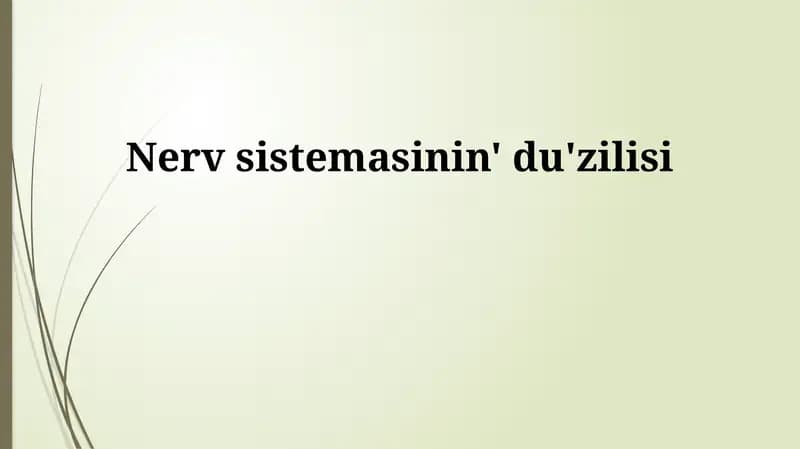 Nerv sistemasının' du'zilisi