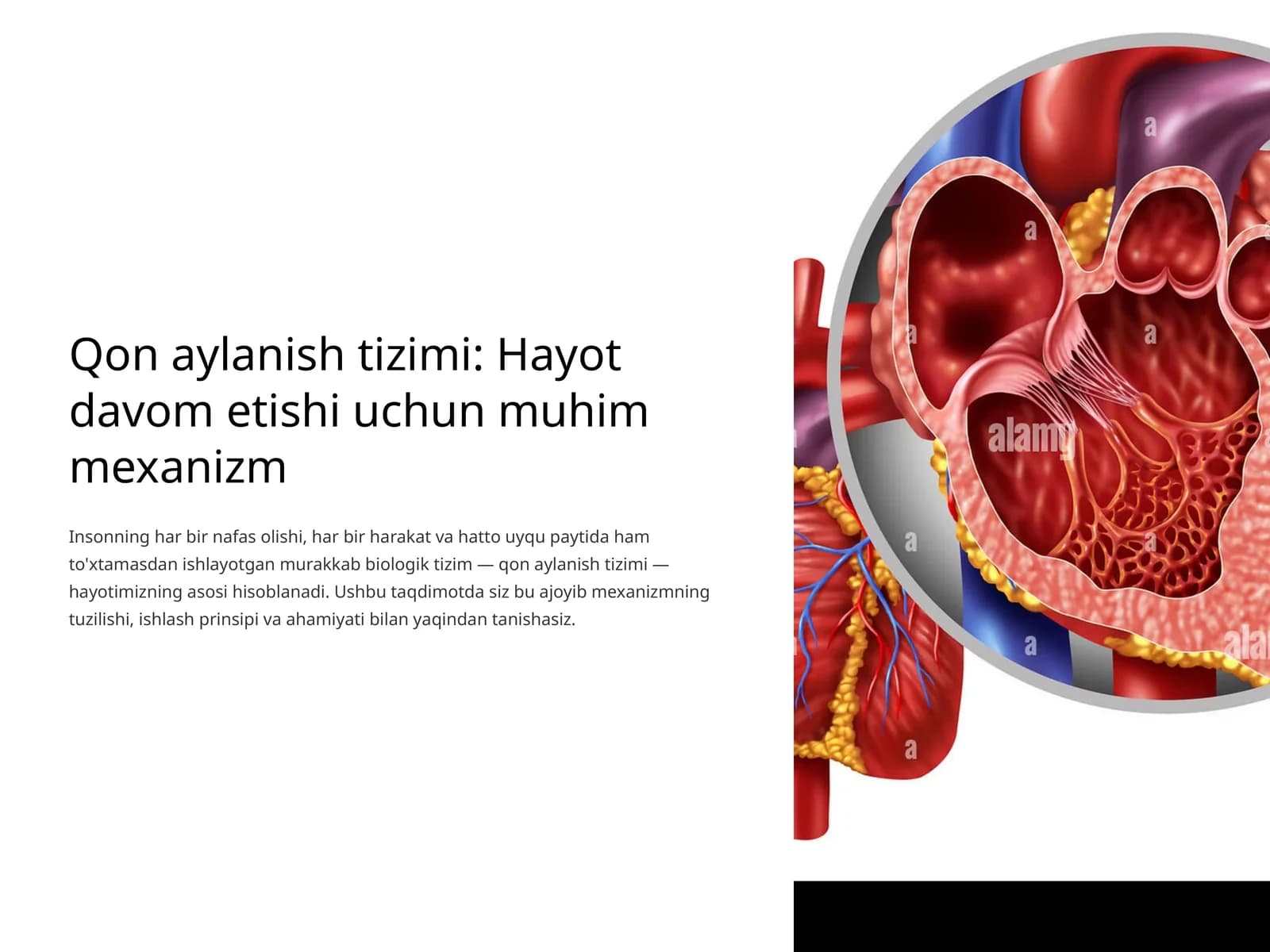 Qon aylanish tizimi: Hayot davom etishi uchun muhim mexanizm