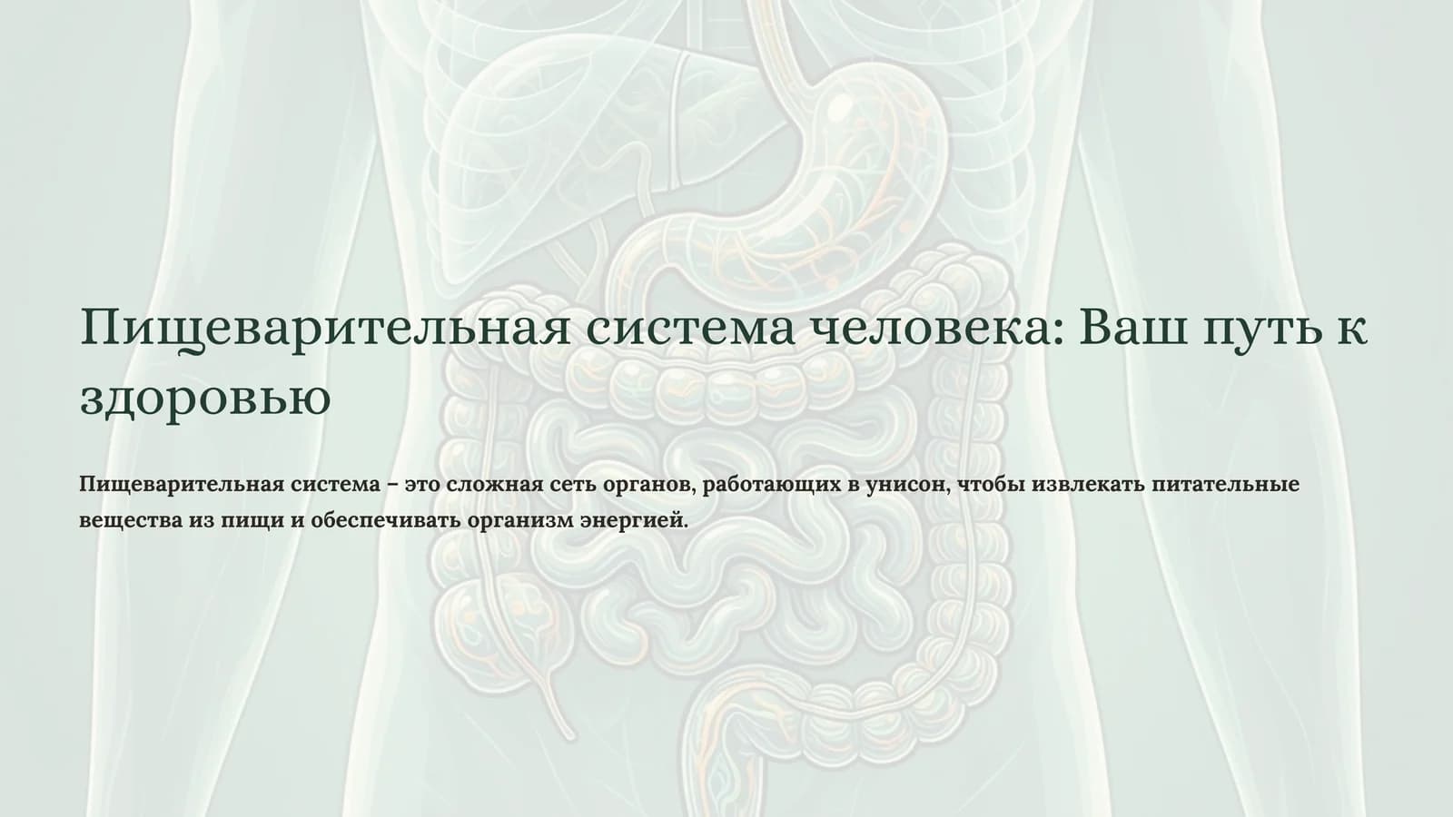 Пищеварительная система человека: Ваш путь к здоровью