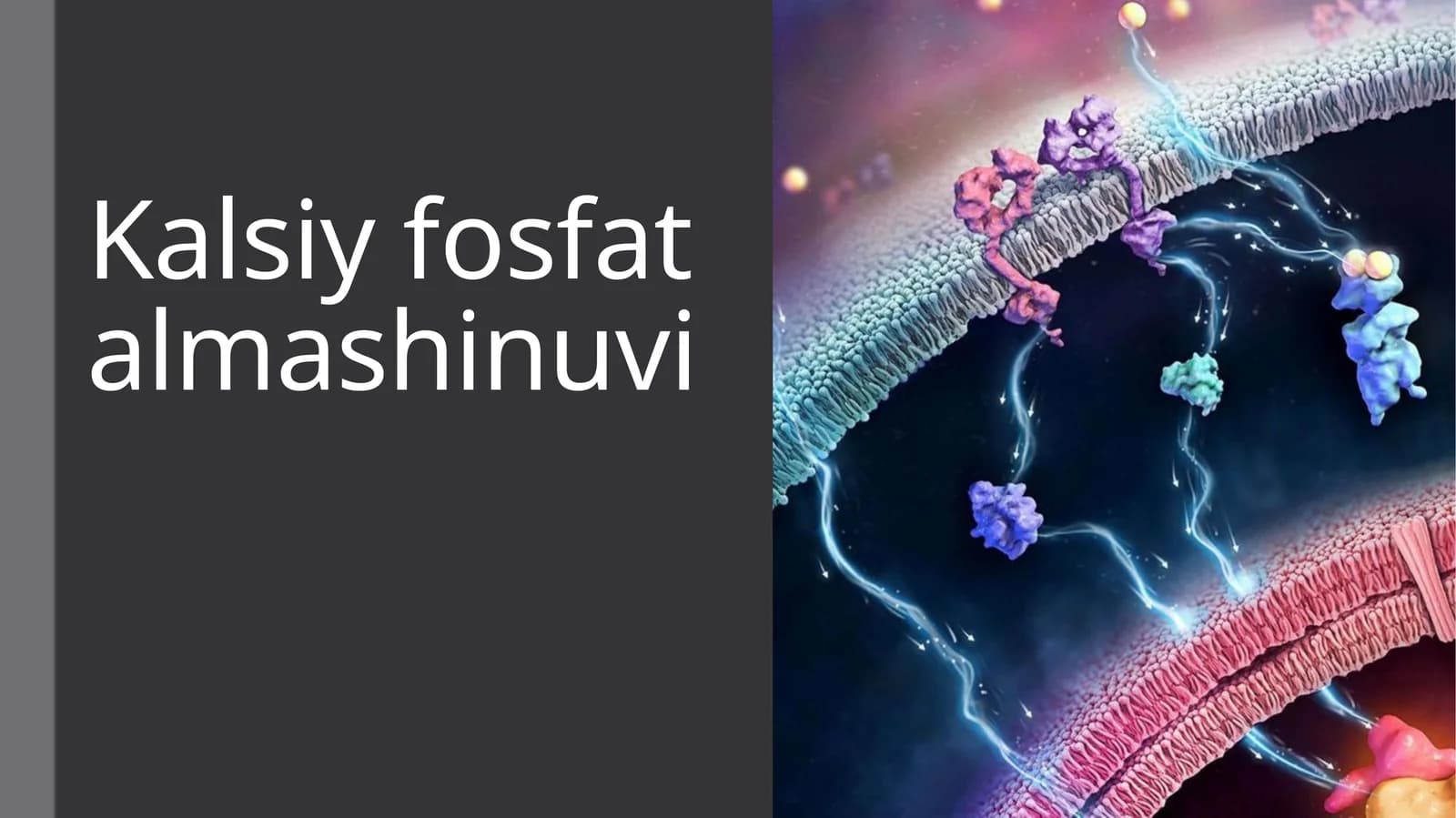 Kalsiy fosfat almashinuvi