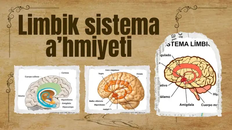 Limbik Sistema