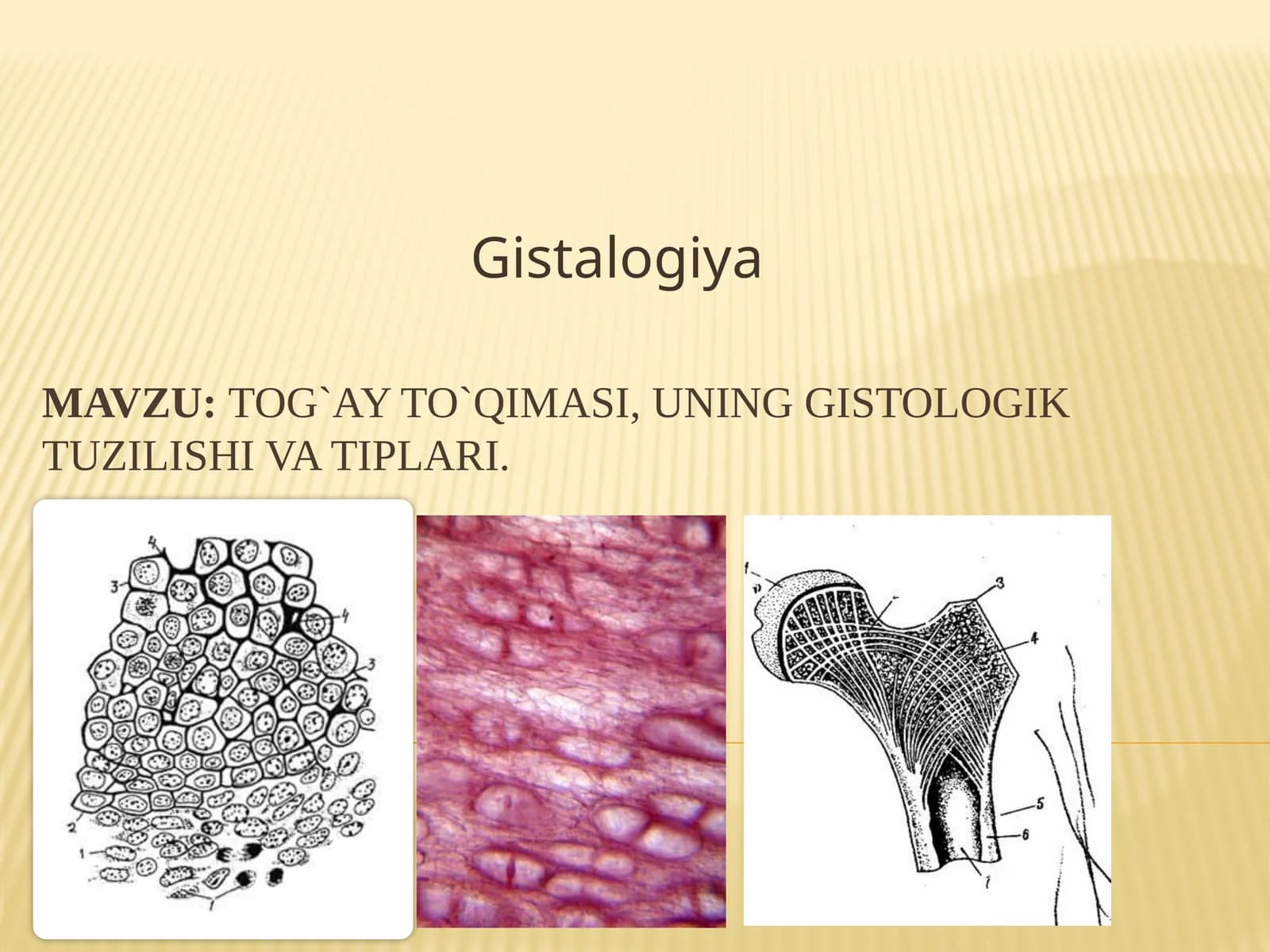 Tog`ay to`qimasi, uning gistologik tuzilishi va tiplari