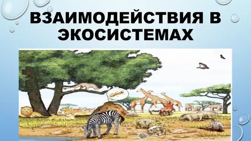 Взаимодействия в экосистемах