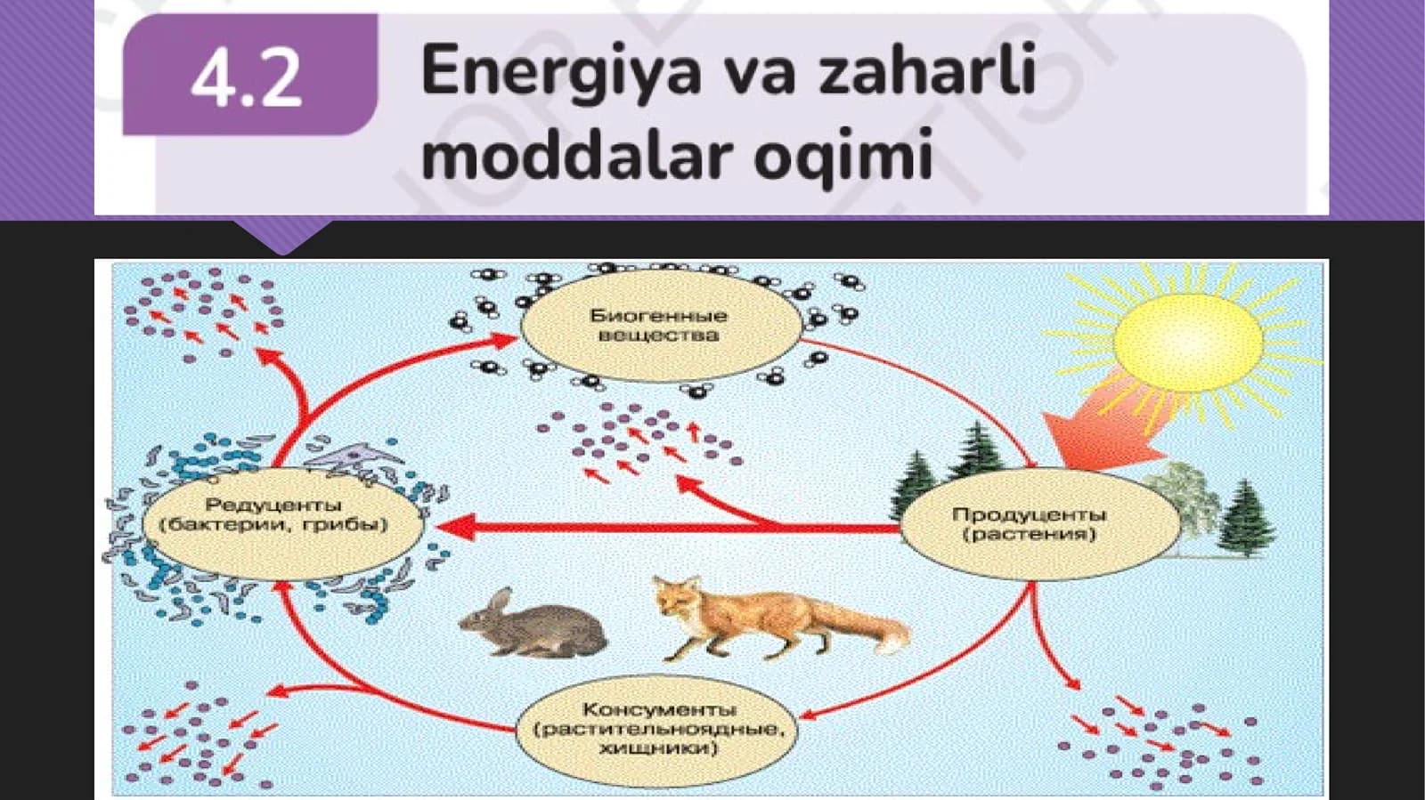 6-sinf Tabiiy fan energiya va moddalar almashinuvi