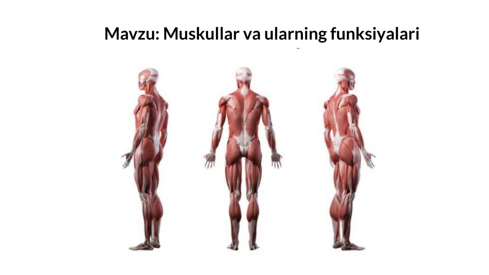 Muskullar va ularning funksiyalari