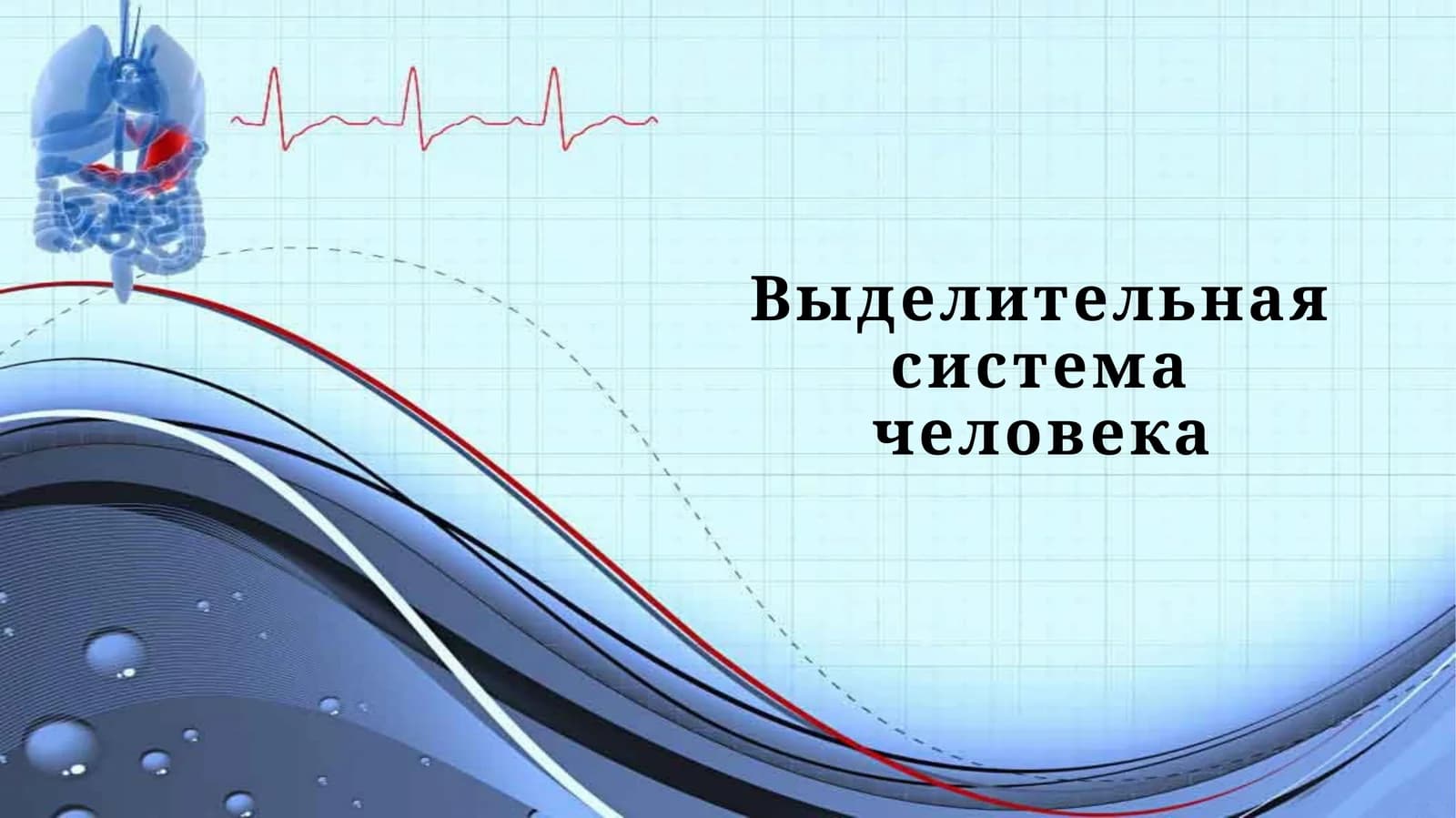 Выделительная система человека