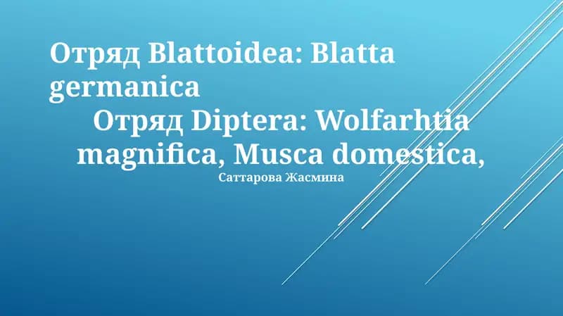 Blatta germanica