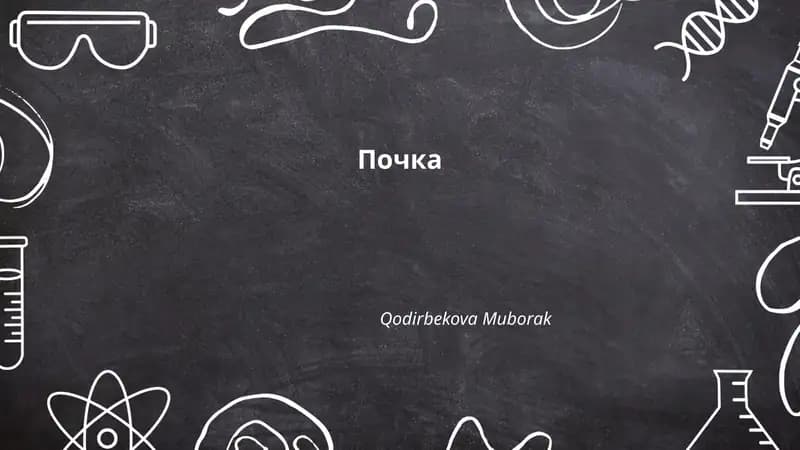 Почка