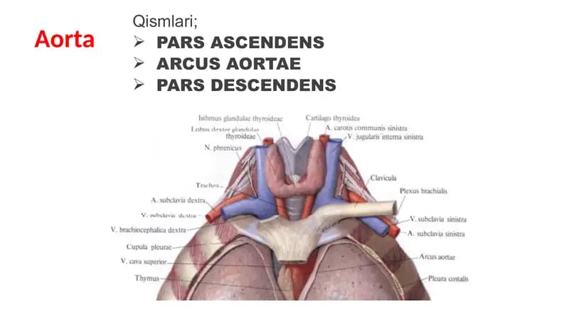 aorta