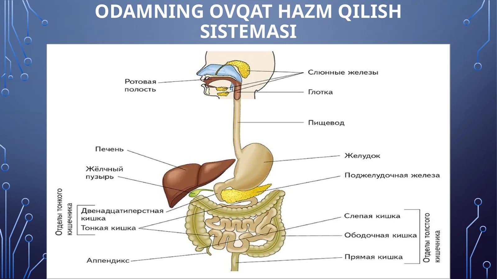 ODAMNING OVQAT HAZMQILISH SISTEMASI