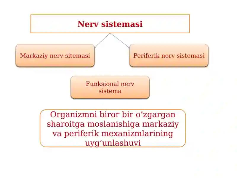Funksional nerv sistema