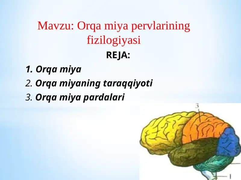 Orqa miya