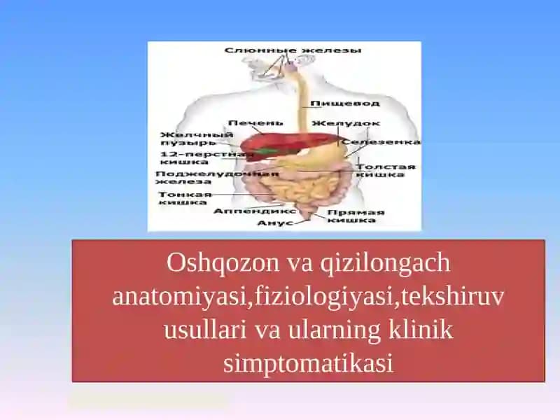 Oshqozon va qizilongach anatomiyasi,fiziologiyasi,tekshiruv usullari va ularning klinik simptomatikasi