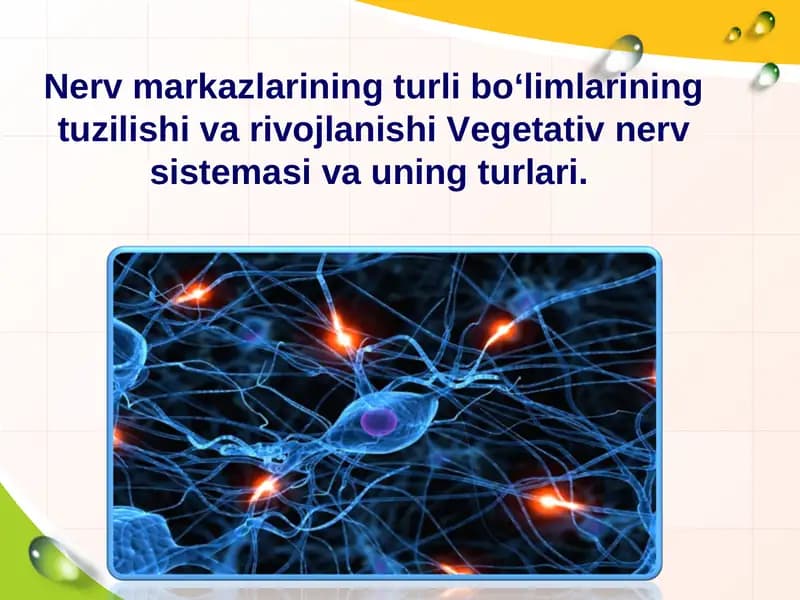 Nerv markazlarining turli bo‘limlarining tuzilishi va rivojlanishi