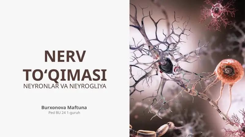 NERV TO‘QIMASI