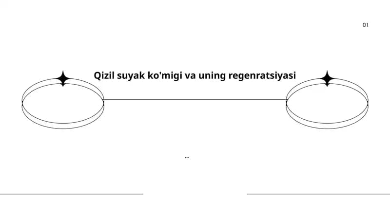 Qizil suyak ko'migi anatomiyasi va regenratsiyasi