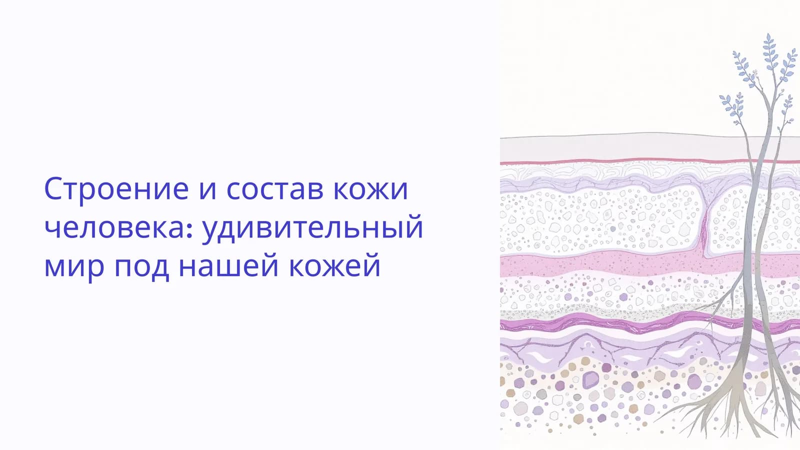 Строение и состав кожи человека: удивительный мир под нашей кожей