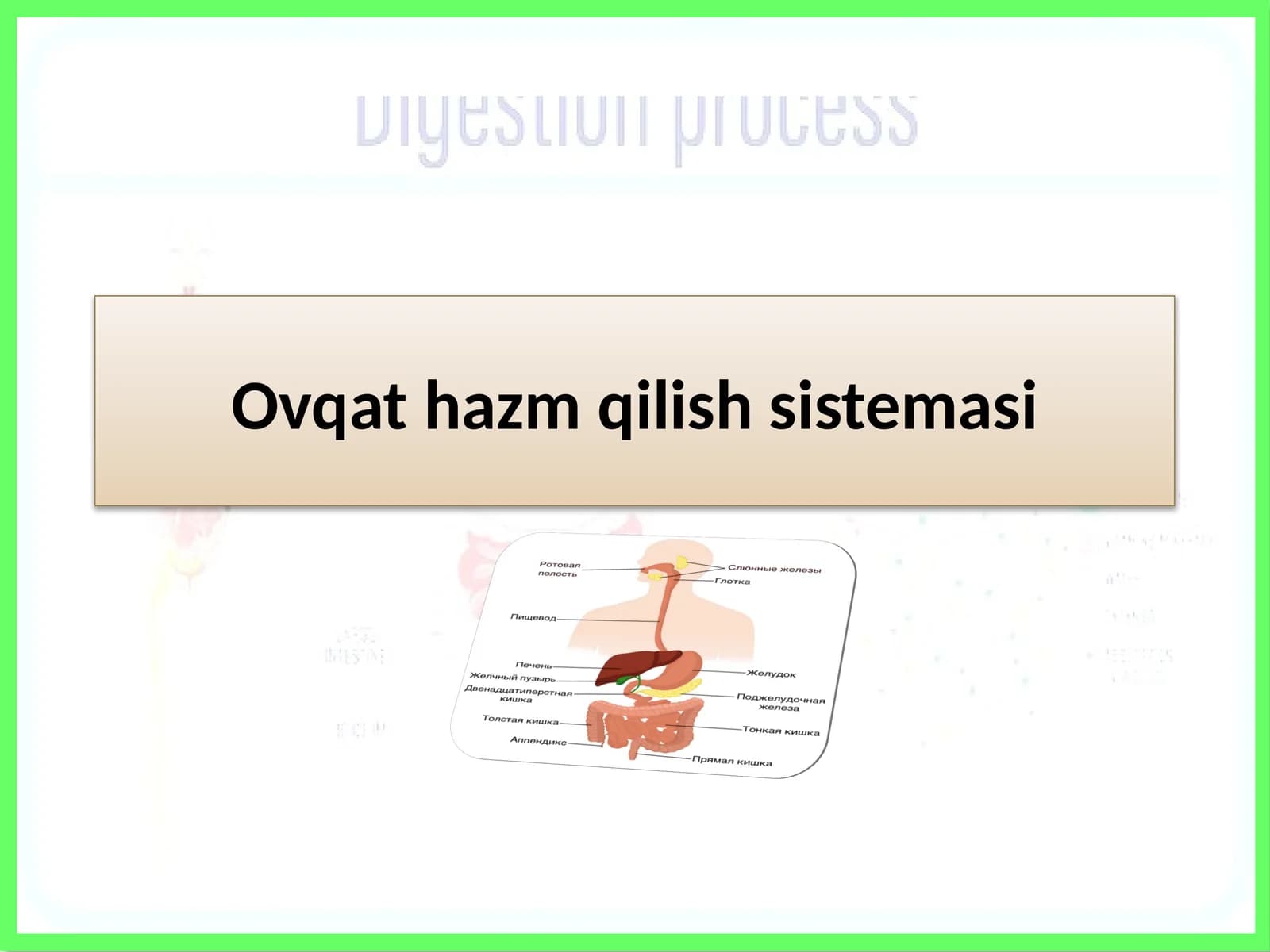 Ovqat hazm qilish tizimi