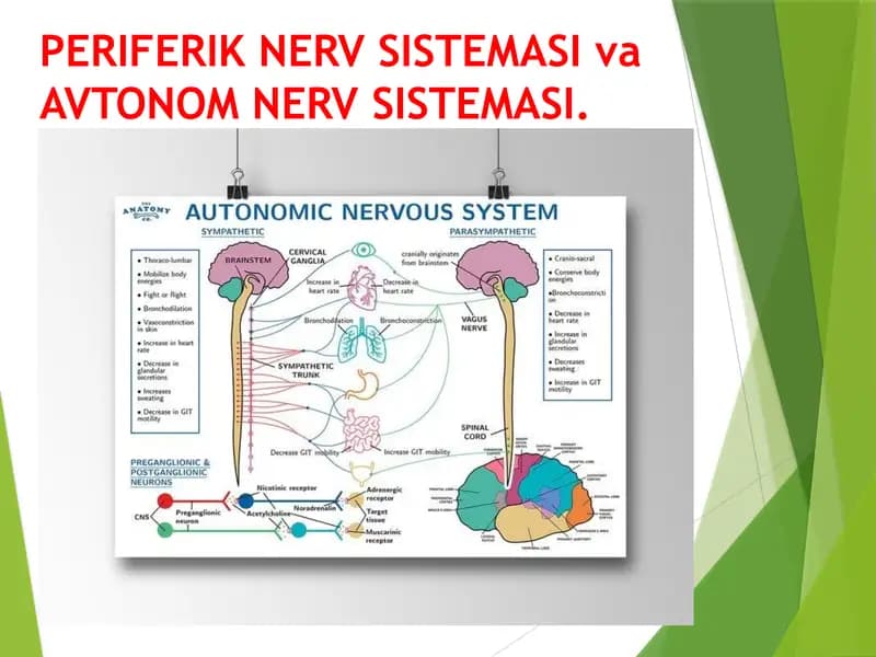 PERIFERIK NERV SISTEMASI va AVTONOM NERV SISTEMASI. периферик нерв системаси ва автоном нерв системаси