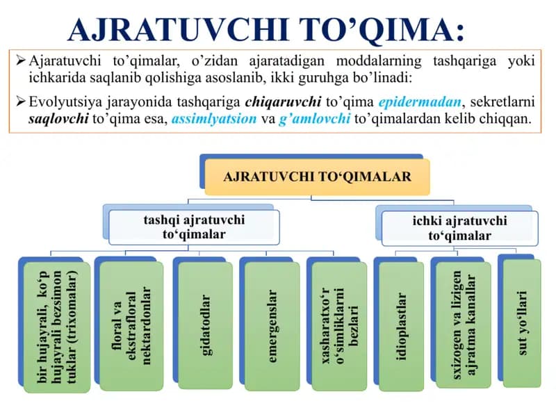 Ajratuvchi to‘qimalar hamda tashqi sekretsiya ajratuvchi to'qimalar