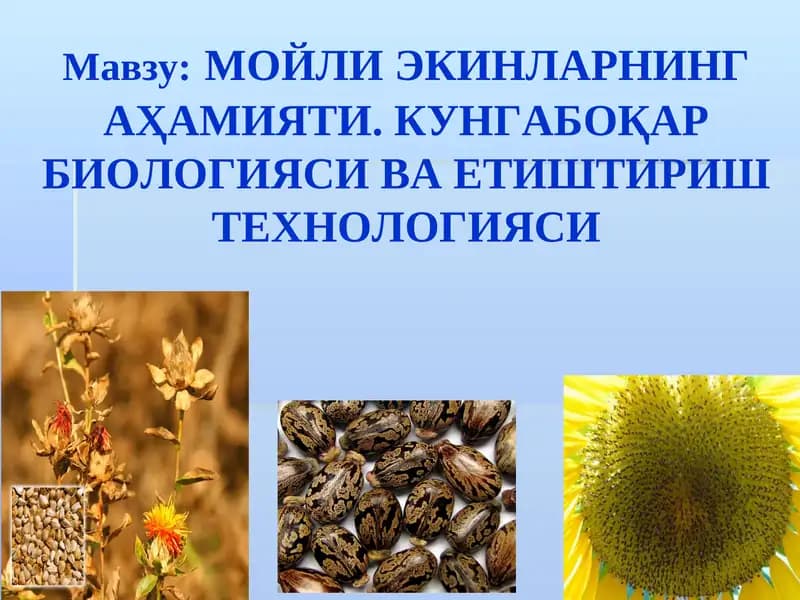 Мойли Экинларнинг Аҳамияти. Кунгабоқар Биологияси ва Етиштириш Технологияси