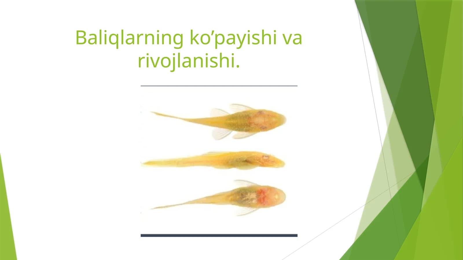 Baliqlarningko’payishi va rivojlanishi