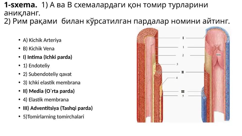 Gistalogiya fani uchun 50 ta muhim preparatlar va ularning ta'riflari bilan