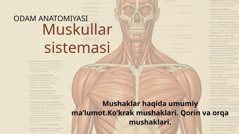 ODAM ANATOMIYASI. Muskullar sistemasi (Ko'krak, qorin va orqa mushaklari)